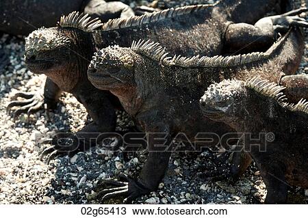 Marine iguanas (Amblyrhynchus cristatus), Punta Espinoza, Fernandina Island, Galapagos Islands, Ecuador View Large Photo Image Stock Image - Marine iguanas (Amblyrhynchus cristatus), Punta Espinoza, Fernandina Island, Galapagos Islands, Ecuador. Fotosearch