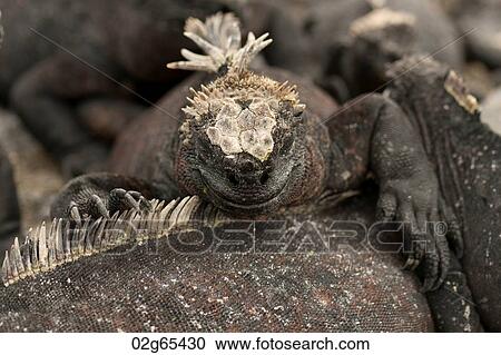 Marine iguanas (Amblyrhynchus cristatus), Punta Espinoza, Fernandina Island, Galapagos Islands, Ecuador View Large Photo Image Stock Image - Marine iguanas (Amblyrhynchus cristatus), Punta Espinoza, Fernandina Island, Galapagos Islands, Ecuador. Fotosearch