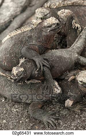 Marine iguanas (Amblyrhynchus cristatus), Punta Espinoza, Fernandina Island, Galapagos Islands, Ecuador View Large Photo Image Stock Image - Marine iguanas (Amblyrhynchus cristatus), Punta Espinoza, Fernandina Island, Galapagos Islands, Ecuador. Fotosearch