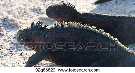 Marine iguanas (Amblyrhynchus cristatus), Punta Suarez, Espanola Island, Galapagos Islands, Ecuador View Large Photo Image Stock Image - Marine iguanas (Amblyrhynchus cristatus), Punta Suarez, Espanola Island, Galapagos Islands, Ecuador. Fotosearch