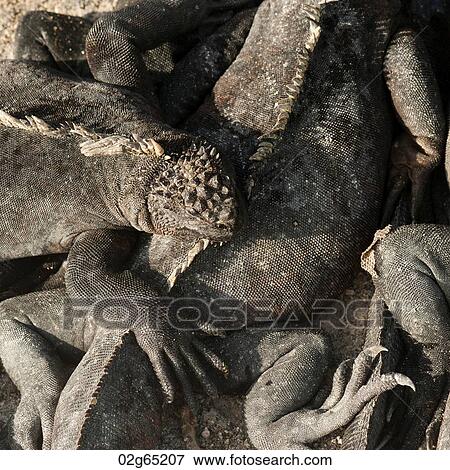 Marine iguanas (Amblyrhynchus cristatus), Punta Espinoza, Fernandina Island, Galapagos Islands, Ecuador View Large Photo Image Stock Photo - Marine iguanas (Amblyrhynchus cristatus), Punta Espinoza, Fernandina Island, Galapagos Islands, Ecuador. Fotosearch
