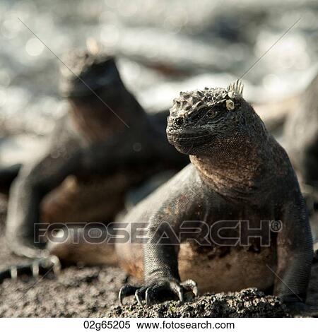Marine iguanas (Amblyrhynchus cristatus), Punta Espinoza, Fernandina Island, Galapagos Islands, Ecuador View Large Photo Image Stock Photography - Marine iguanas (Amblyrhynchus cristatus), Punta Espinoza, Fernandina Island, Galapagos Islands, Ecuador. Fotosearch