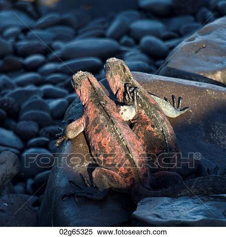 Stock Photography - Marine iguanas (Amblyrhynchus cristatus), Punta Suarez, Espanola Island, Galapagos Islands, Ecuador. Fotosearch