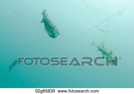 Stock Photo - Masked Puffer ( Arothron diadematus) fish swimming underwater, Santa Cruz Island, Galapagos Islands, Ecuador. Fotosearch