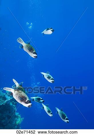 Masked Pufferfish (Arothron Diadematus) View Large Photo Image Stock Image - Masked Pufferfish (Arothron Diadematus). Fotosearch