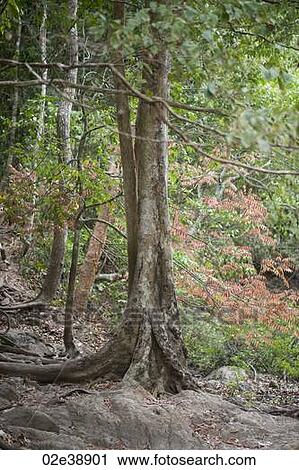 Mature tree trunks in the tropical forest with thick roots View Large Photo Image Stock Image - Mature tree trunks in the tropical forest with thick roots. Fotosearch