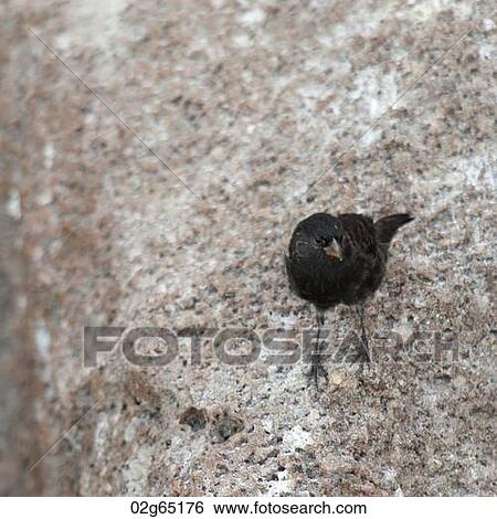 Stock Photograph - Medium Ground finch (Geospiza fortis), Genovesa Island, Galapagos Islands, Ecuador. Fotosearch