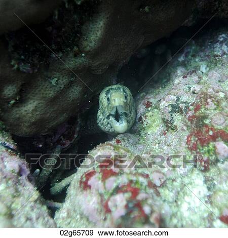 Moray Eel (Gymnothorax prasinus) with its mouth open, Santa Cruz Island, Galapagos Islands, Ecuador View Large Photo Image Stock Photo - Moray Eel (Gymnothorax prasinus) with its mouth open, Santa Cruz Island, Galapagos Islands, Ecuador. Fotosearch