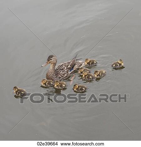Mother duck with her ducklings at Lake of the Woods, Ontario View Large Photo Image Picture - Mother duck with her ducklings at Lake of the Woods, Ontario. Fotosearch