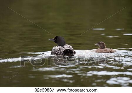 Stock Photo - Mother loon with her duckling in the water at Lake of the Woods, Ontario . Fotosearch
