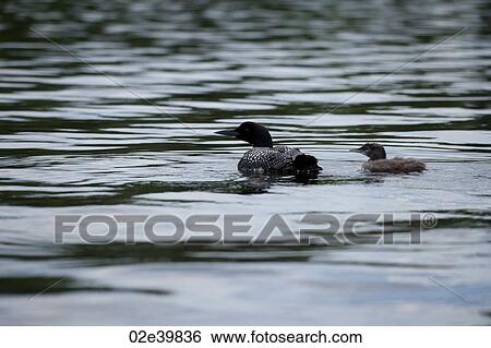 Mother loon with her duckling in the water at Lake of the Woods, Ontario View Large Photo Image Stock Photograph - Mother loon with her duckling in the water at Lake of the Woods, Ontario . Fotosearch