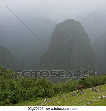 Mountain covered with fog, Machu Picchu, Cusco Region, Peru View Large Photo Image Stock Photograph - Mountain covered with fog, Machu Picchu, Cusco Region, Peru. Fotosearch