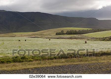 Mountain landscape with rolling hills and a grove of trees, with cattle grazing in the pasture View Large Photo Image Picture - Mountain landscape with rolling hills and a grove of trees, with cattle grazing in the pasture. Fotosearch