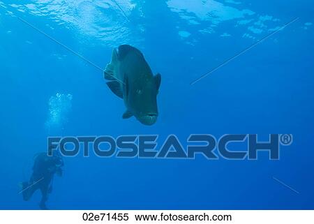 Napoleon Wrasse (Cheilinus Undulatus) View Large Photo Image Stock Photography - Napoleon Wrasse (Cheilinus Undulatus). Fotosearch