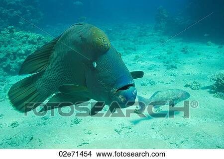 Napoleon Wrasse View Large Photo Image Picture - Napoleon Wrasse. Fotosearch