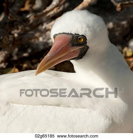 Nazca booby (Sula granti), Genovesa Island, Galapagos Islands, Ecuador View Large Photo Image Stock Photography - Nazca booby (Sula granti), Genovesa Island, Galapagos Islands, Ecuador. Fotosearch