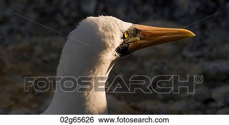 Nazca booby (Sula granti), Punta Suarez, Espanola Island, Galapagos Islands, Ecuador View Large Photo Image Stock Photograph - Nazca booby (Sula granti), Punta Suarez, Espanola Island, Galapagos Islands, Ecuador. Fotosearch