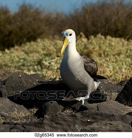 Nazca booby (Sula granti), Punta Suarez, Espanola Island, Galapagos Islands, Ecuador View Large Photo Image Stock Photography - Nazca booby (Sula granti), Punta Suarez, Espanola Island, Galapagos Islands, Ecuador. Fotosearch