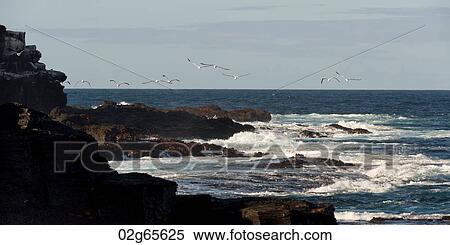Stock Photography - Nazca booby (Sula granti), Punta Suarez, Espanola Island, Hood Island, Galapagos Islands, Ecuador. Fotosearch