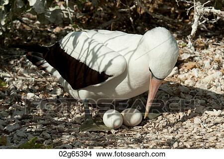 Picture - Nazca booby (Sula granti) with its eggs, Darwin Bay, Genovesa Island, Galapagos Islands, Ecuador. Fotosearch