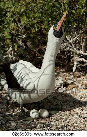 Nazca booby (Sula granti) with its eggs, Darwin Bay, Genovesa Island, Galapagos Islands, Ecuador View Large Photo Image Stock Photography - Nazca booby (Sula granti) with its eggs, Darwin Bay, Genovesa Island, Galapagos Islands, Ecuador. Fotosearch