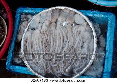 Octopuses at a fish market, Busan, Yeongnam, South Korea View Large Photo Image Stock Image - Octopuses at a fish market, Busan, Yeongnam, South Korea. Fotosearch