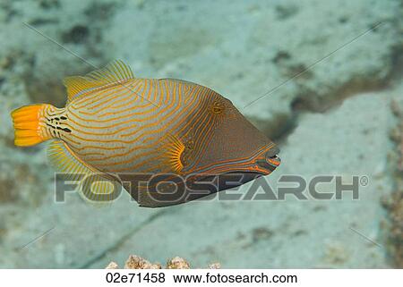 Orange Striped Triggerfish (Balistapus Undulatus) View Large Photo Image Stock Photo - Orange Striped Triggerfish (Balistapus Undulatus). Fotosearch