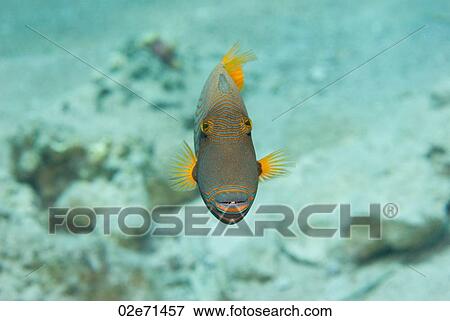 Orange Striped Triggerfish View Large Photo Image Stock Photo - Orange Striped Triggerfish. Fotosearch