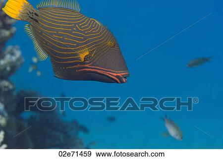 Orangestriped Triggerfish View Large Photo Image Stock Photo - Orangestriped Triggerfish. Fotosearch