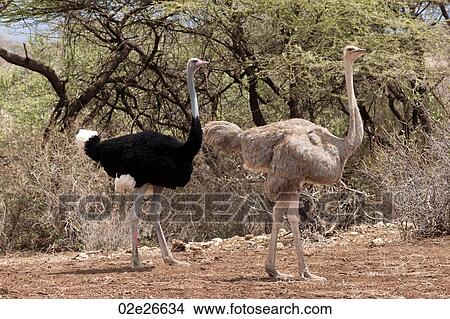 Ostrich wildlife in Kenya View Large Photo Image Picture - Ostrich wildlife in Kenya. Fotosearch