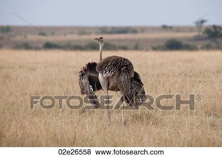 Ostrich wildlife in Kenya View Large Photo Image Stock Photo - Ostrich wildlife in Kenya. Fotosearch
