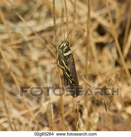 Painted locust (Schistocerca melanocera), North Seymour Island, Galapagos Islands, Ecuador View Large Photo Image Picture - Painted locust (Schistocerca melanocera), North Seymour Island, Galapagos Islands, Ecuador. Fotosearch