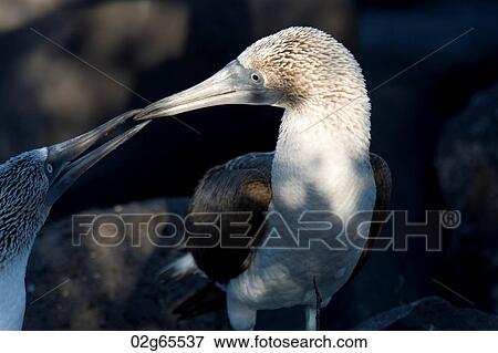 Pair of Blue-Footed boobies (Sula nebouxii) loving, Punta Suarez, Espanola Island, Galapagos Islands, Ecuador View Large Photo Image Stock Photo - Pair of Blue-Footed boobies (Sula nebouxii) loving, Punta Suarez, Espanola Island, Galapagos Islands, Ecuador. Fotosearch