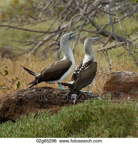 Stock Photograph - Pair of Blue-Footed boobies (Sula nebouxii), North Seymour Island, Galapagos Islands, Ecuador. Fotosearch
