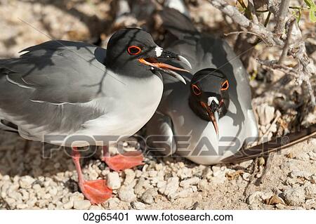 Pair of Lava gulls (Leucophaeus fuliginosus), Darwin Bay, Genovesa Island, Galapagos Islands, Ecuador View Large Photo Image Stock Image - Pair of Lava gulls (Leucophaeus fuliginosus), Darwin Bay, Genovesa Island, Galapagos Islands, Ecuador. Fotosearch