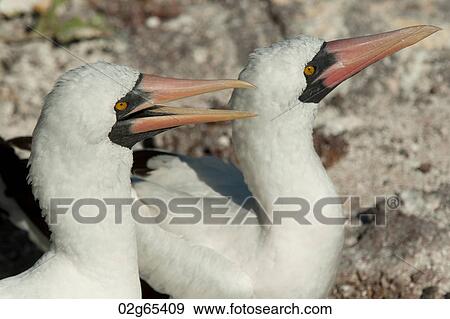 Pair of Nazca boobies (Sula granti), Prince Philip's Steps, Genovesa Island, Galapagos Islands, Ecuador View Large Photo Image Stock Photo - Pair of Nazca boobies (Sula granti), Prince Philip's Steps, Genovesa Island, Galapagos Islands, Ecuador. Fotosearch