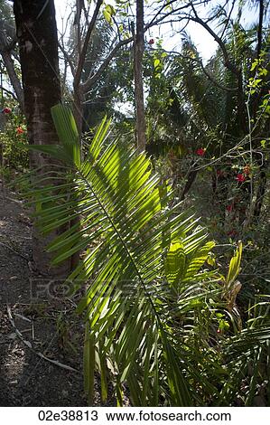 Palm leaf in the jungle in Costa Rica View Large Photo Image Stock Image - Palm leaf in the jungle in Costa Rica. Fotosearch