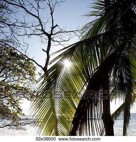 Palm tree against Costa Rica sky View Large Photo Image Stock Image - Palm tree against Costa Rica sky. Fotosearch