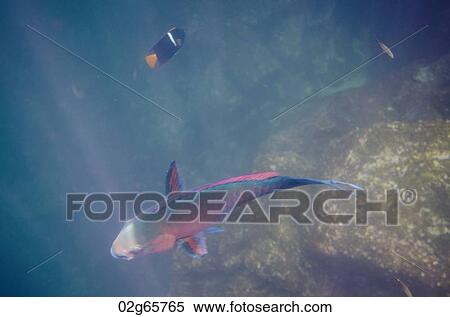 Parrotfish swimming underwater, Darwin Bay, Genovesa Island, Galapagos Islands, Ecuador View Large Photo Image Stock Photography - Parrotfish swimming underwater, Darwin Bay, Genovesa Island, Galapagos Islands, Ecuador. Fotosearch