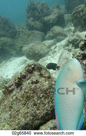 Stock Image - Parrotfish swimming underwater, Santa Cruz Island, Galapagos Islands, Ecuador. Fotosearch