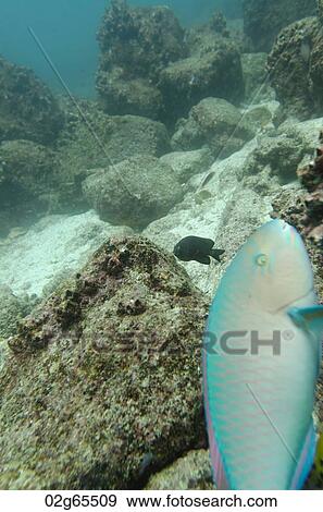 Parrotfish under water, Santa Cruz Island, Galapagos Islands, Ecuador View Large Photo Image Stock Photo - Parrotfish under water, Santa Cruz Island, Galapagos Islands, Ecuador. Fotosearch