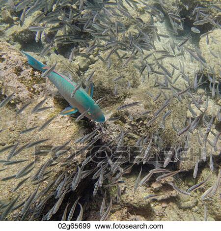 Stock Photo - Parrotfish with another small fish swimming underwater, Bartolome Island, Galapagos Islands, Ecuador. Fotosearch