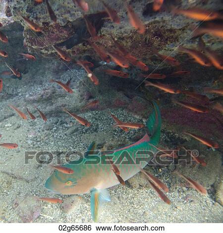 Parrotfish with another small fish swimming underwater, Bartolome Island, Galapagos Islands, Ecuador View Large Photo Image Stock Photograph - Parrotfish with another small fish swimming underwater, Bartolome Island, Galapagos Islands, Ecuador. Fotosearch