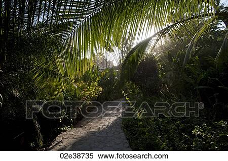 Stock Photography - Pathway through tropical forest in San Jose Costa Rica. Fotosearch
