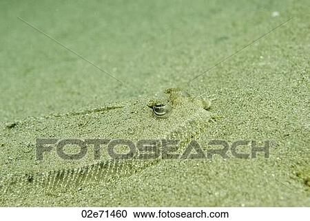 Stock Image - Peacock Flounder (Bothus Lunatus). Fotosearch