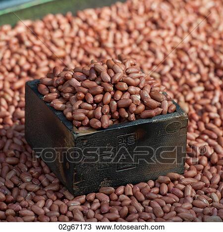 Peanuts, Busan, Yeongnam, South Korea View Large Photo Image Stock Image - Peanuts, Busan, Yeongnam, South Korea. Fotosearch