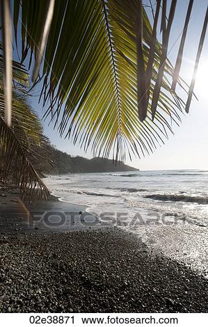 Stock Image - Pebble sandy beach looking over the shining ocean through palms fronds. Fotosearch