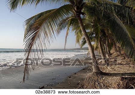 Stock Image - Pebble sandy beach looking over the shining ocean through palms fronds. Fotosearch
