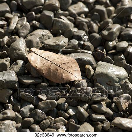 Pebbles along Costa Rica shoreline View Large Photo Image Stock Photo - Pebbles along Costa Rica shoreline. Fotosearch