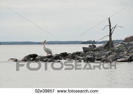 Pelican standing on the rocky shoreline at Lake of the Woods, Ontario View Large Photo Image Stock Photo - Pelican standing on the rocky shoreline at Lake of the Woods, Ontario. Fotosearch